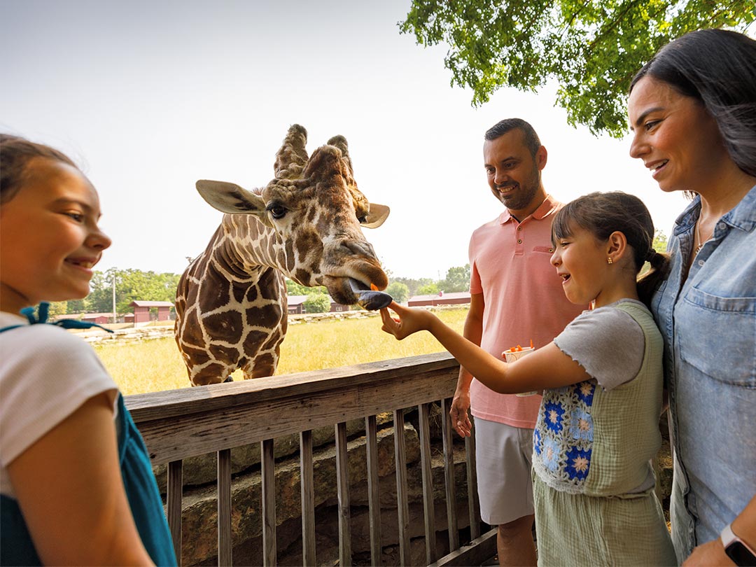 Girl feeding a giraffe at Timbavati Wildlife Park.